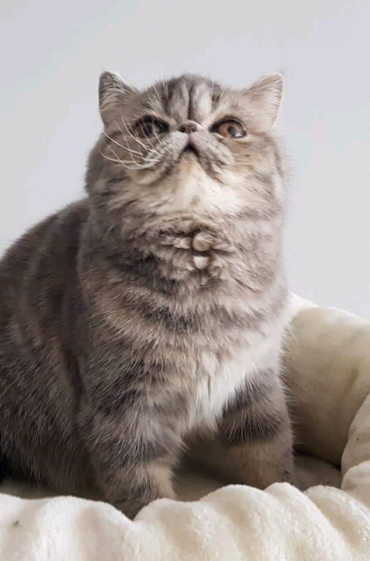 gumtree exotic shorthair